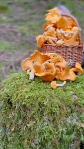 Join Sybbie 👧🏼 The Foraging Princess 👑 in her pop-up Chanterelle Chopping Shop in the forest, where she preps her mushrooms and even sings a song or two! What better way to while the time away than being outdoors in the forest moss, sifting through nature’s finest golden gifts? 🌲🎁 🍄‍🟫 Sybbie’s beautiful woodland dress by @littlegreenradicals #nature #foraging #naturelovers #mushrooms #mushroomhunting #naturelearning #forage | The Grizzly Forager