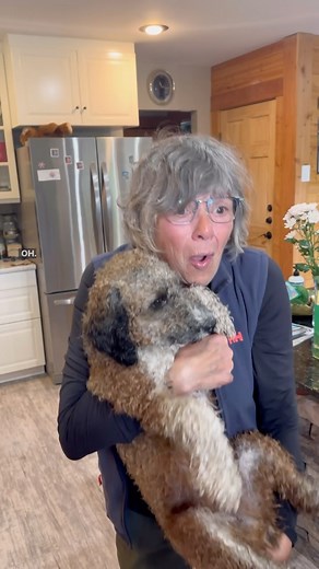 15K views · 53 reactions | We found my parents lost dog in the woods. Archie was spooked by a logging truck with a group dog walker. Archie is fast and doesn’t like to be caught. But after 2 nights alone in the mountains we were able to bring him home safe. He was only 50m away hiding from where he got scared. #dog #petlover #petowner #doglover #dogs #lostdog #found #happyending #grateful | That Mountain Life | Facebook