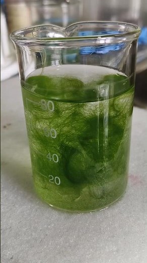 Spirogyra under the microscope #science
