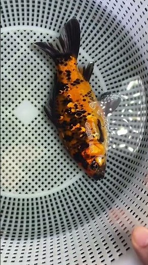 Grass goldfish! Colors are so diverse and beautiful #goldfish #koi #aquarium