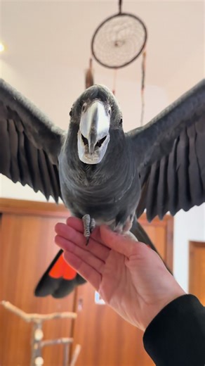 Puppy Inspiration Behind Toothless the Dragon