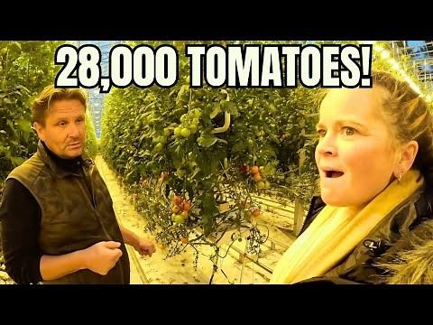 Exploring a Massive Tomato Greenhouse – You Won’t Believe the Technology!