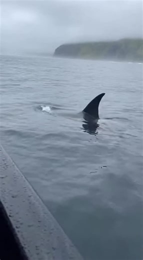 Promptopia AI on Instagram: "A massive orca surfaces right next to an expedition boat with a live octopus completely wrapped around its face. The whale thrashes its head side to side in a violent struggle before finally shaking the octopus loose and diving back into the dark Pacific waters."