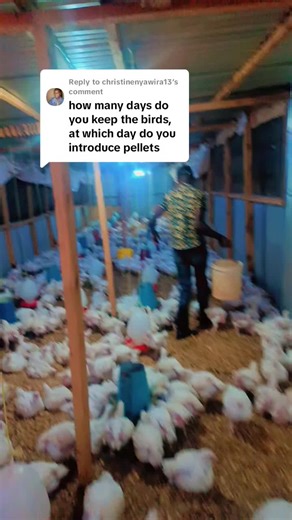 Maximizing Broiler Growth in Kenyan Poultry Farming