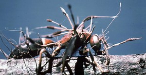 Conheça o Cordyceps, fungo que inspirou The Last of Us