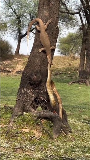 Fearless Giant Lizard vs Deadly Snake 🐍😱 | Shocking Fight#giantlizard #snakefight #lizardvssnake