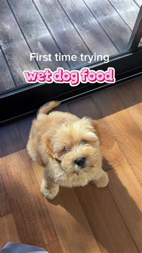 Probably a core memory . . #puppy