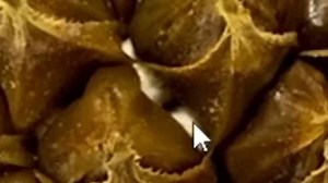 This Food Time Lapse Will Shock You!