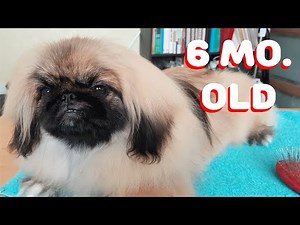 Poppy's Daily Grooming Needs (Grooming a Pekingese at Home)