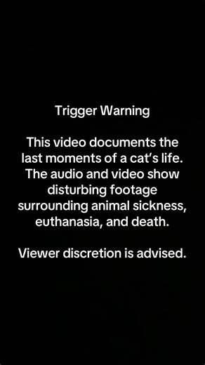 On December 20th, 2024, my baby boy, Roscoe, left this world. I cannot believe that Roscoe was jumping, trying to steal food, and just being his normal self only 21 days ago. I cannot believe that my healthy boy, who received wellness exams every year, his most recent one, just shy of two months ago is no longer with me. His frail body just couldn’t recover from all the damage that was done to him and he suffered from renal and lung failure. I held him as he struggled to breathe and said goodbye