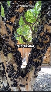 2.4M views · 80K reactions | Rarest of Them All: Rare Fruit-Compilation! #facts #Amazing #farming #trivia | BERN.ph | Facebook