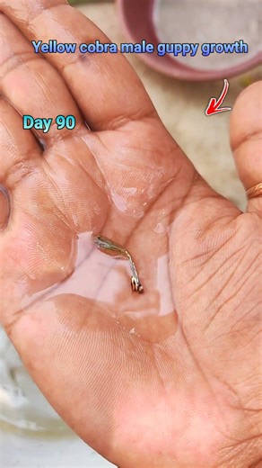 Yellow cobra male guppy fish growth 180 days time lapes #fishshorts #guppyfish #shortsfeed #fishing