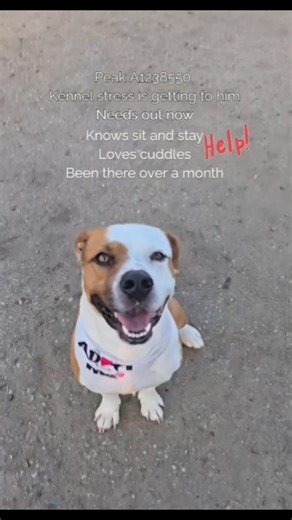 This is probably the final plea for Peak, so please hear us out! Yesterday, @maegan4thedogs brought Peak back to the admin trailer to get this new footage of him. He was an absolute joy! So happy, friendly, and affectionate! Everyone gave him lots of love and attention and he soaked it up! Afterwards, while being taken out of his kennel, his kennelmate tried to make a run for it. This created a chaotic situation, where the person had to try to handle 2 excited dogs trying to slip past them. In t