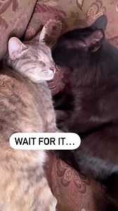 Shout out to #TeamCatMojo’s Angela for submitting another great stink face! 😹 #Cats #StinkFace #FlehmanResponse #LOL | Jackson Galaxy