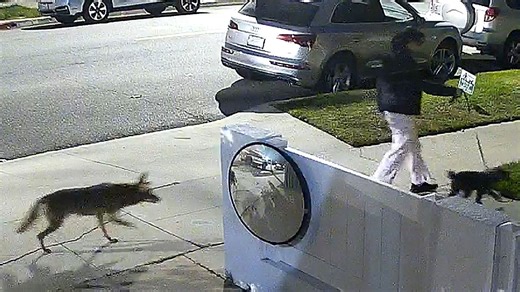 Nächtlicher Hinterhalt: Kojote verfolgt Frau und Hund