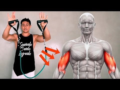 Ejercicio de Bíceps con Ligas. Cómo entrenar BÍCEPS con Ligas de Resistencia 💪