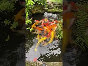 The Most Expensive Koi Fish In The World#17 Most RARE and AMAZING KOI Varieties