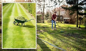 Gardening tips: How to repair and maintain your lawn