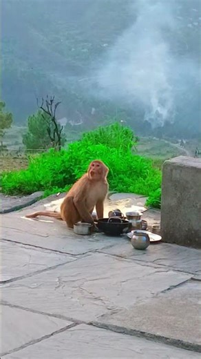 life of a monkey#food#love all living beings #funny #sadanimalfacts#Khubrurat#comedy #funnymoment