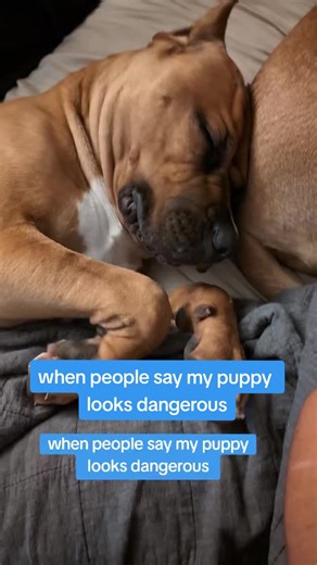 He's just a baby. #canecorso #puppies #canecorsoitaliano #puppydog #puppiesoftiktok