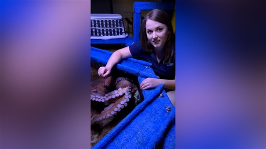 Beloved giant octopus dies months after laying thousands of eggs, Arizona aquarium says