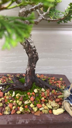 Bonsai tree #bonsai #bonsaitree #garden #tree #new #gardening #nature #spring #shorts #hiphop