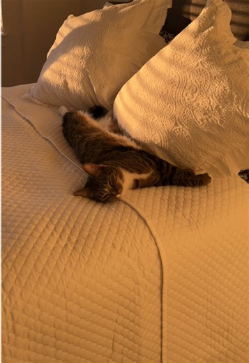 #catsoftiktok #cattok