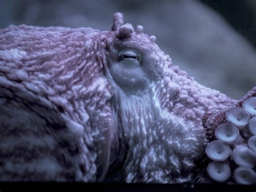 Octopus captured on video battling B.C.’s bomb cyclone on ocean floor