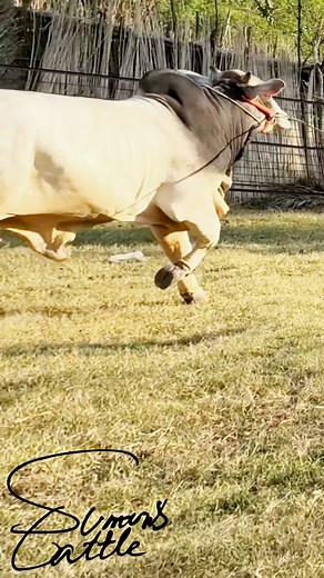 Speed Meets Strength — The Bull is Charging Ahead! 🐂🔥 #BullRun #ChargingBull #MightyBull #BullPower #FarmLife #RunningBull #bulls #cattle #cows #ox #sumonscattle #trend #viral #foryoupage | SUMON’S CATTLE