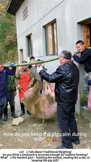 Traditional Steelyard Weighing – Hoisting a Pig to Check Its Growth! 🐷⚖️