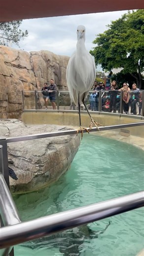 Staring contest with a wild bird at SeaWorld San Diego #seaworld #wildlife #animals #birds #shorts