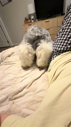 Rupert the Old English Sheepdog Loves a Good Stretch