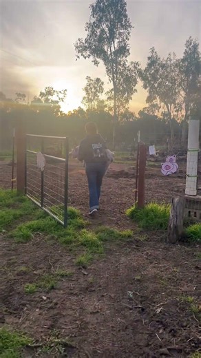 This year's 4-H pigs have arrived! #farmlife #pigs #4hproject #clementlivestock #farmkids #hogs
