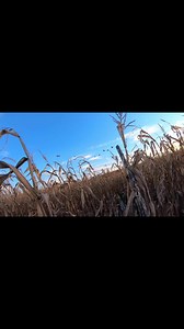 One of the best goose hunting videos I’ve taken! | Cold Front Waterfowl