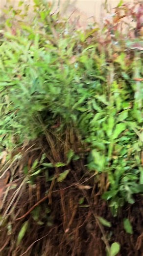 Bare-Root Plants: Faster Establishment and Growth