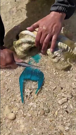 Giant Sea Shell Opens to Reveal a Hidden Blue Creature! 😱🐚 #shorts