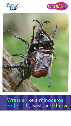 Rhino beetles WRESTLE #animalsforkids #animalfacts #kidslearning #natureforkids #bugs