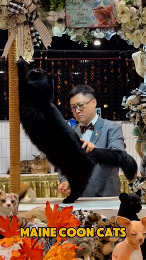 𝐁𝐈𝐆 𝐀𝐍𝐃 𝐂𝐇𝐔𝐍𝐊𝐘. Maine Coon Cats at the 2025 Daytona Beach Cat Show and Adoption Event! #cfacatshow #mainecooncat #mainecooninstagram #mainecoon #mainecoons | New Vision Cat Club