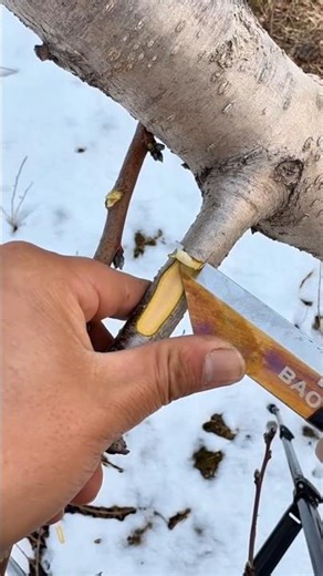 Spring Budding Technique For Trees 🍃| Easy Plant Grafting Method #nature #farming #yt