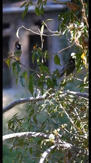 Bulbuls, and their Mohawk style! #birdwatching