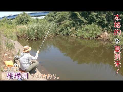 本格的な夏到来！ 暑い～(;´∀｀) 厚木市 相模川で小物釣り。