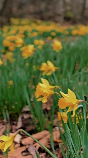 Exploring Daffodil Blooms at Ancient Lore Village