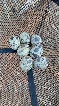NEW RECORD! 🥚 Our Biggest Quail Egg Collection EVER!