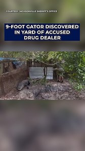 A drug bust in Florida landed a man in jail and led to the rescue of a 9-foot alligator and multiple neglected dogs that may have been used for dog fighting, according to the Jacksonville Sheriff’s Office. READ MORE: bit.ly/4dSBZW2 | FOX 13 News - Tampa Bay