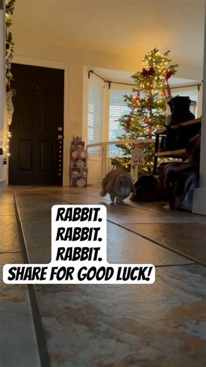 How to start with Good luck! Rabbit Rabbit Rabbit! Share for extra luck! #bunny #animal #finance