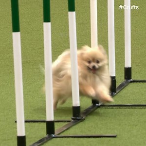 Day 4 is underway with some adorable Agility! 😍😍 Catch all the action from the last day LIVE on Youtube: Day 4 is underway with some of the cutest Agility around!😍😍 | Crufts
