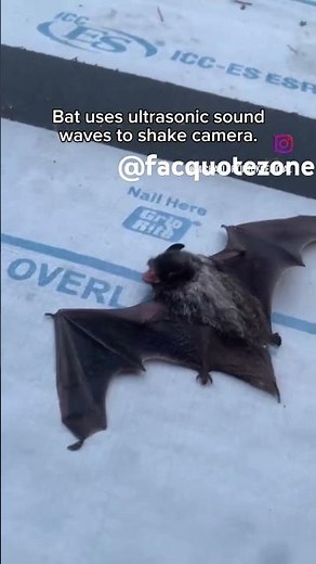 Bat ultrasonic sound #science #sciencefacts sc