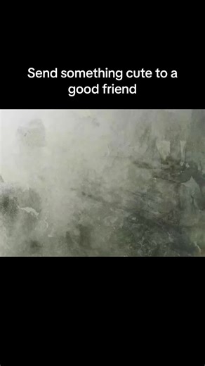 Cheeky Monkey Moments: Send a Smile to Friends