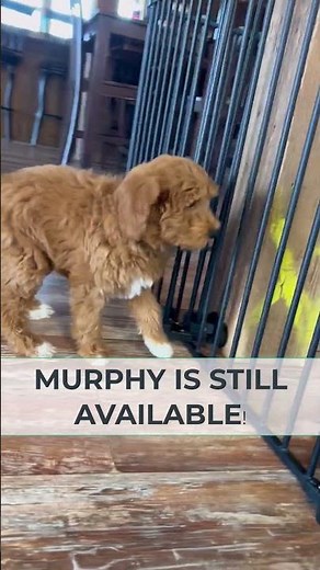 Mini Multigen Goldendoodle Puppy Playing | Meet Murphy ❤️