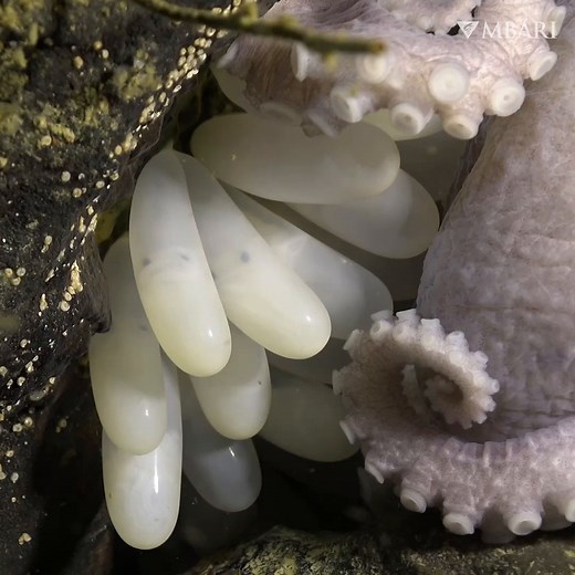 4.9K views · 344 reactions | A day in the life of a pearl octopus....
